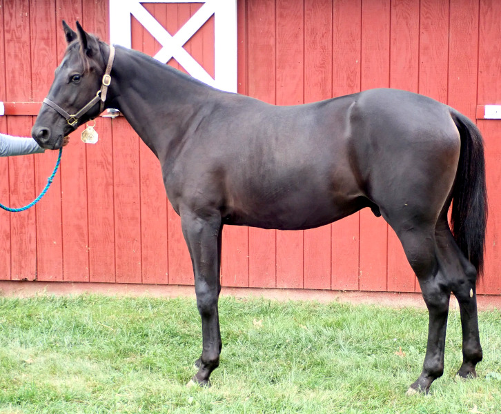 Legs Diamond, brc photo of Legs Diamond, a brown colt by Green Manalishi and out of Legzy