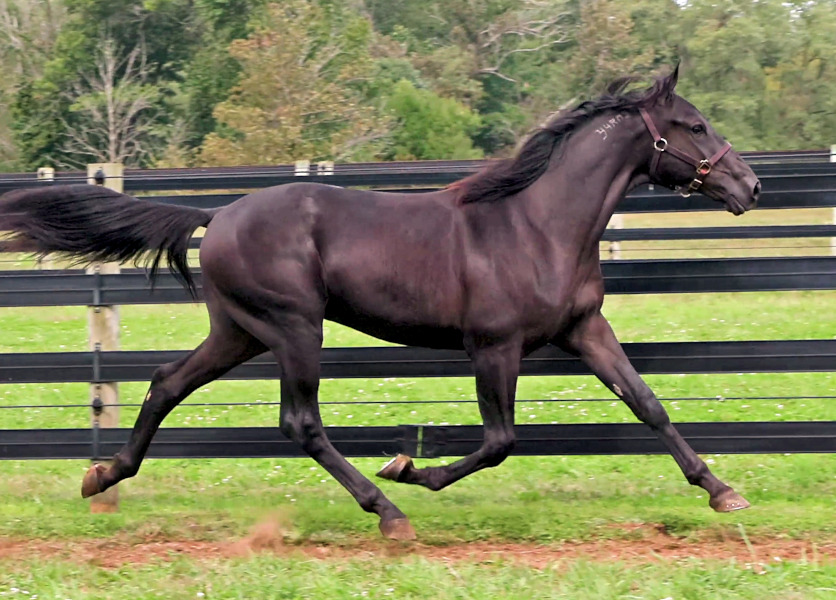 Photo of Legs Diamond, an athletic brown yearling colt by Green Manalishi and out of Legzy, trotting in the paddock