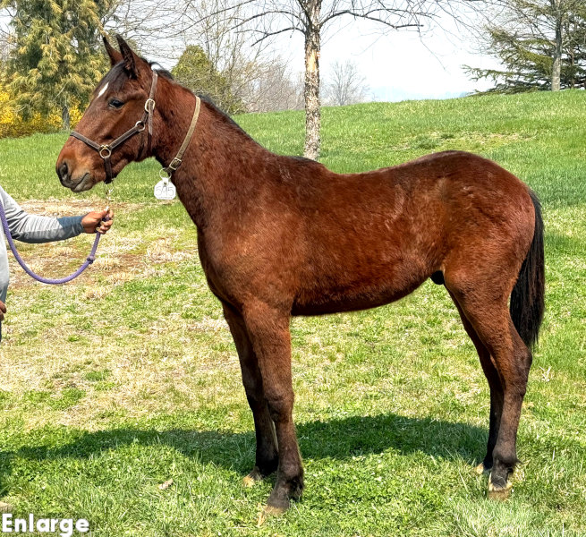 Photo of Own The Day, a bay colt by Gimpanzee and out of Is A Pearl