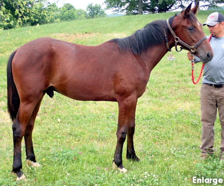Own The Day, bc Photo of Own The Day, a bay colt by Gimpanzee and out of Is A Pearl