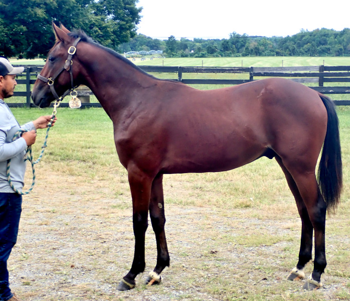 Own The Day, bc Photo of Own The Day, a bay colt by Gimpanzee and out of Is A Pearl