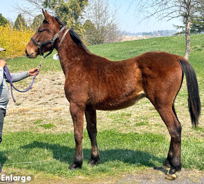 Photo of Priority One, a bay colt by Boccador de Sim and out of Jamaica Turbo FR