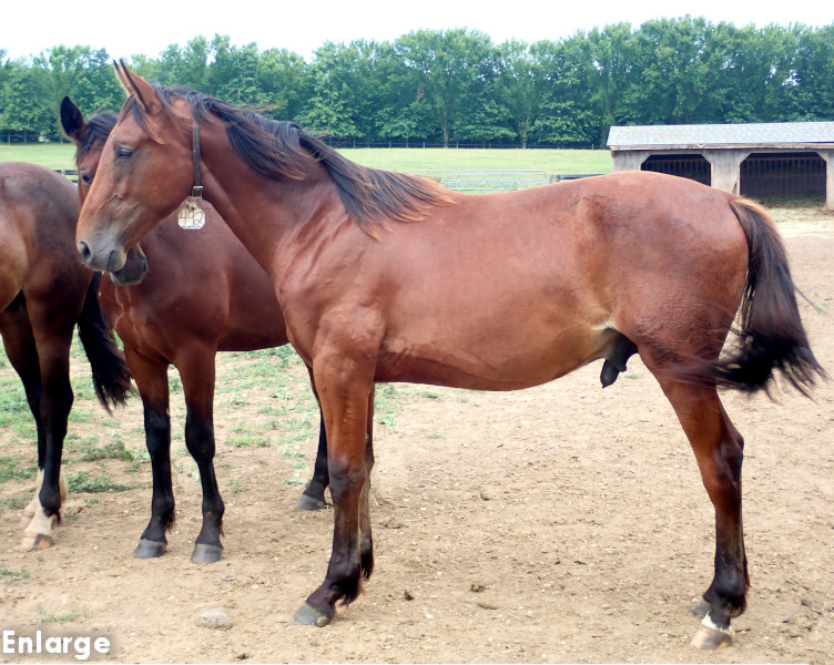 Priority One, bc Photo of Priority One, a bay colt by Boccador de Sim and out of Jamaica Turbo FR
