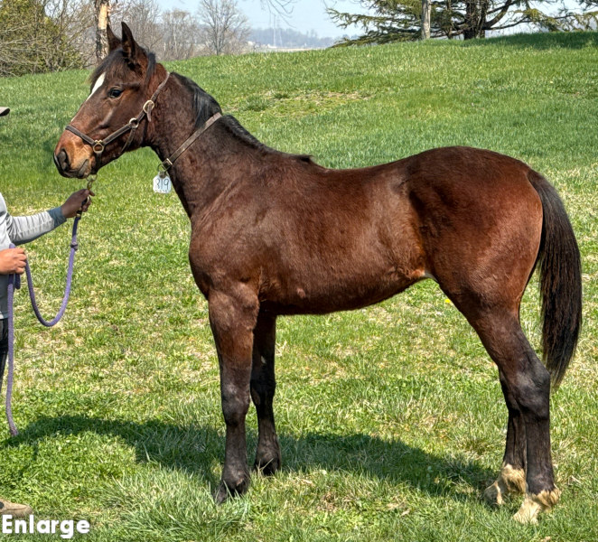 Photo of Ronin, a bay colt by Muscle Hill and out of Exile