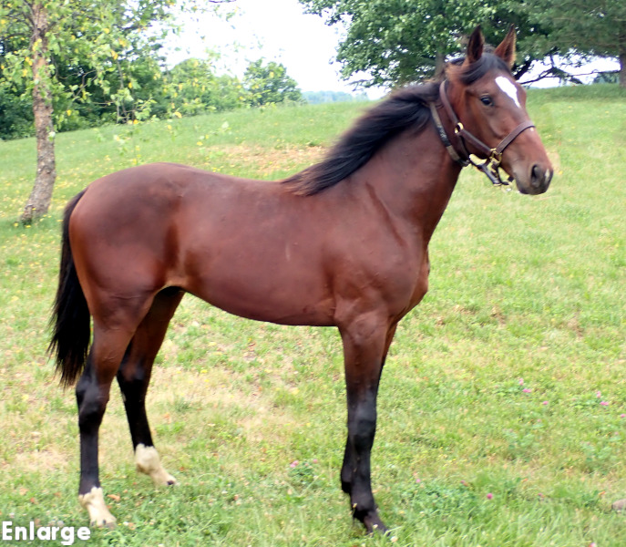 Ronin, bc Photo of Ronin, a bay colt by Muscle Hill and out of Exile