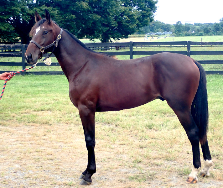 Photo of Ronin, a bay colt by Muscle Hill and out of Exile