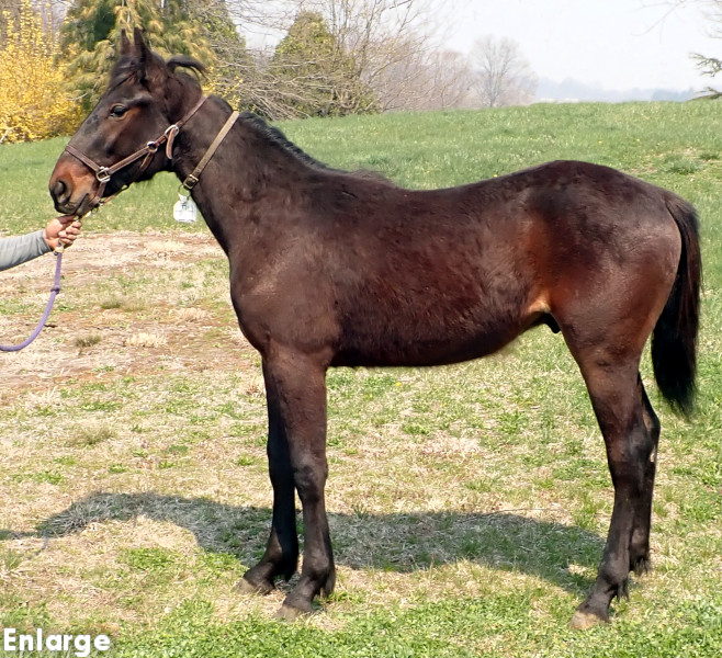 Photo of Tail On Fire, a bay colt by Chapter Seven and out of Oh My Darlin