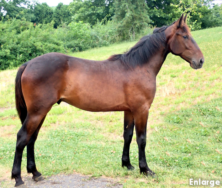 Fail On Fire, bc Photo of Tail On Fire, a bay colt by Chapter Seven and out of Oh My Darlin