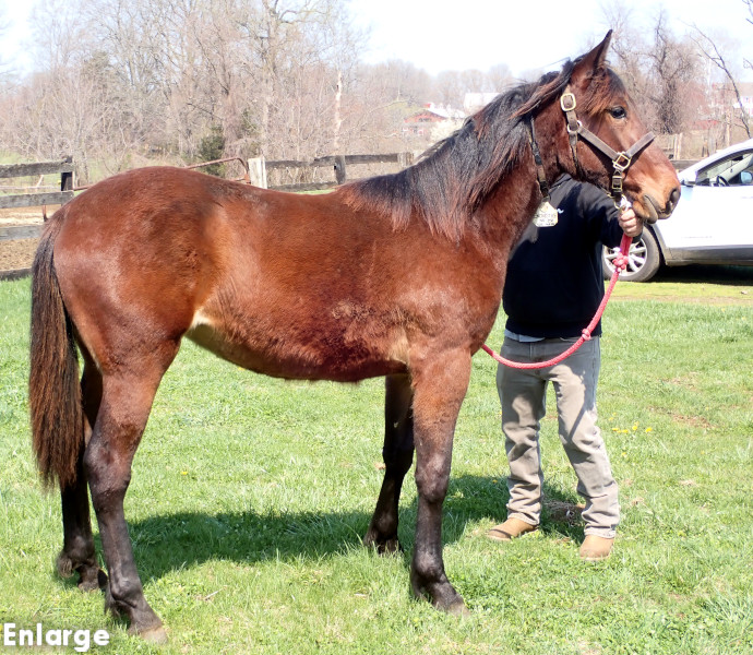 Photo of Vintage Style, a bay filly by Captain Corey and out of Enjoystile