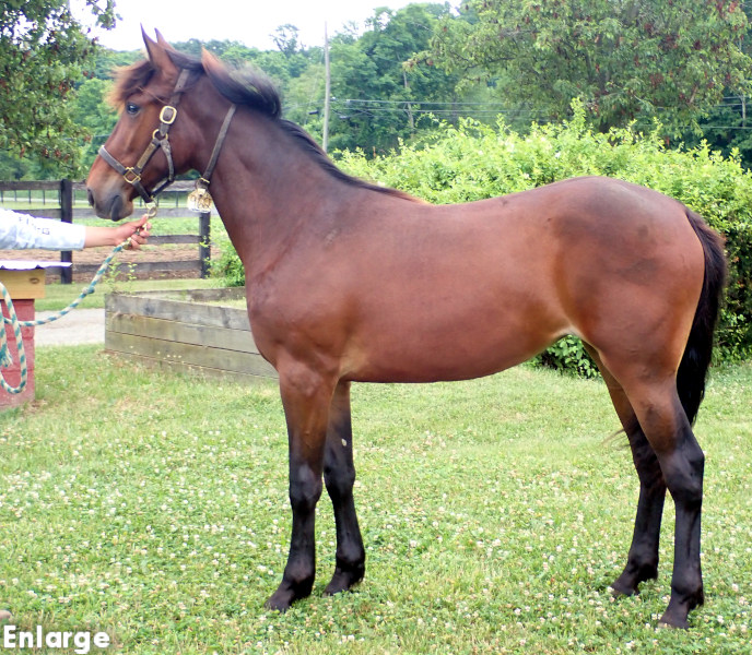 Vintage Style, bf Photo of Vintage Style, a bay filly by Captain Corey and out of Enjoystile
