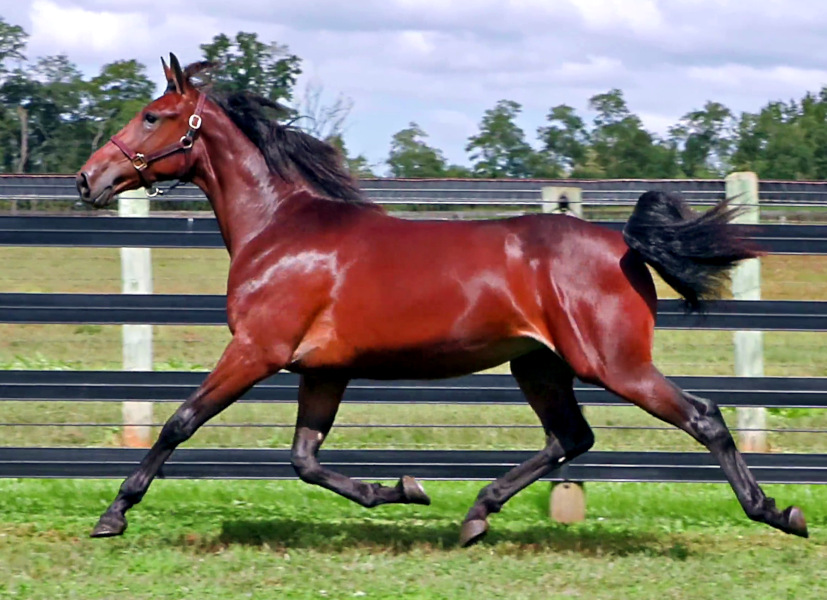 Photo of Vintage Style, an elegant bay yearling filly by Captain Corey and out of Enjoystyle NO, trotting in the paddock